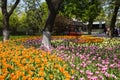 Asia China, Beijing, zhongshan parkÃ¯Â¼ÅThe spring landscapeÃ¯Â¼ÅTulips,